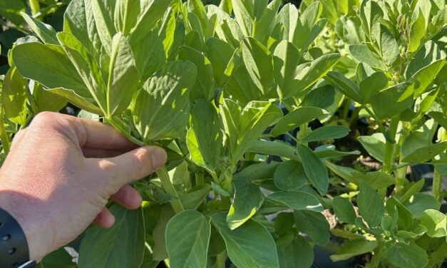 What Is It? Wednesday – Fava Beans