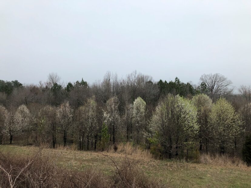 Figure 1. Callery pear blooming along the side of a road.