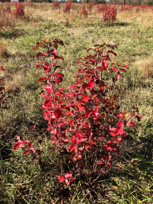 Figure 4. Callery pear leaves often turn a brilliant red color in the fall, making them easy to see on the landscape.