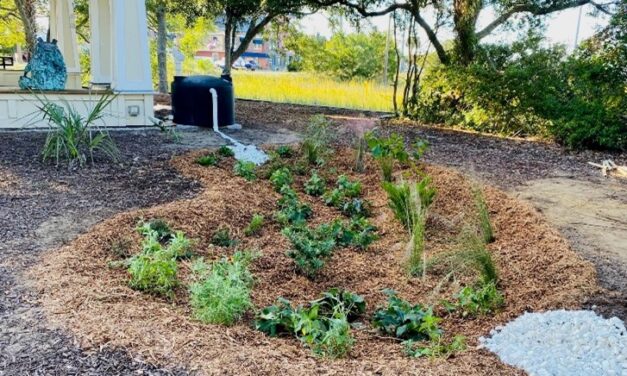 Maintaining Your Rain Garden