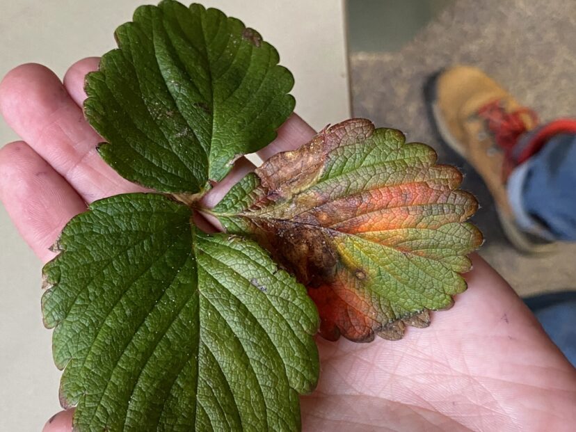 Gnomonia leaf spot on strawberry leaf.
