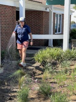 Hand water rain garden plants for the first couple of weeks after planting and during prolonged periods without rain.