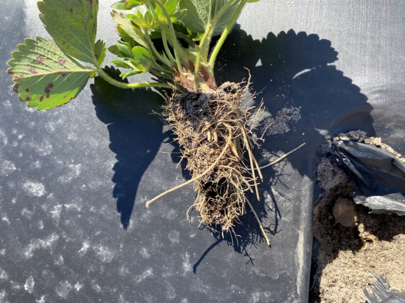 Poorly planted strawberry plug with very little root growth.