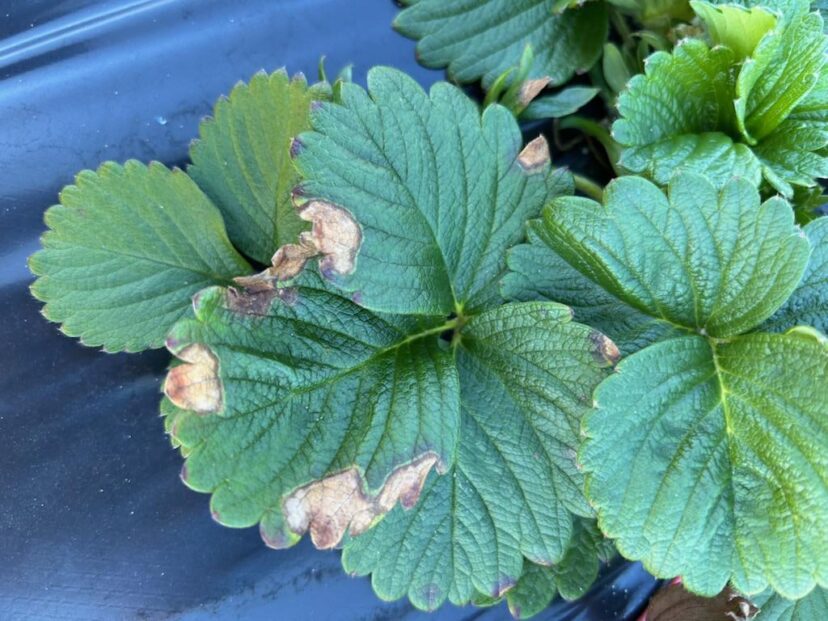 Send samples to our lab to identify this pathogen.