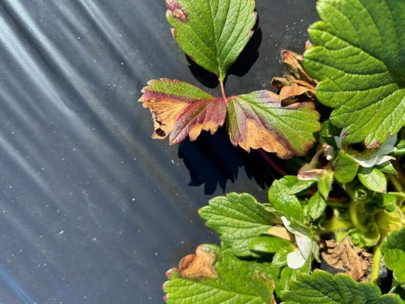 Suspicious leaf spot found last week.