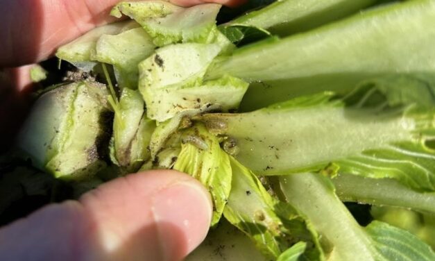 SC Fruit and Vegetable Field Report- February 12, 2024