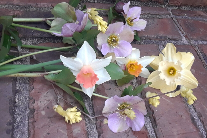 Winter hazel (Corylopsis spicata) can be added to early spring bouquets. Here, it is paired with Lenten roses and daffodils.