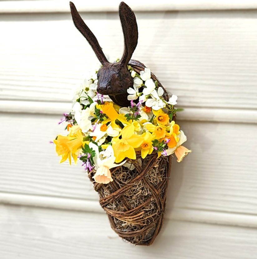 A basket filled with Daffodils, Pearl Bush (Exochorda racemosa), and Henbit (Lamium amplexicaule) is hung over an iron rabbit’s head, creating a welcoming porch bouquet.