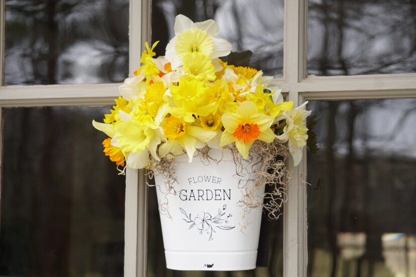 A bouquet of daffodils with a bit of Spanish moss (Tillandsia usneoides) fills a hanging planter on the front door.