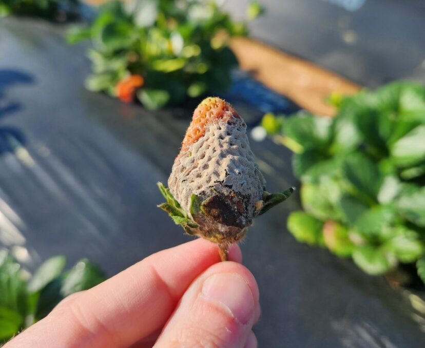 Botrytis has been found on a few berries. 
