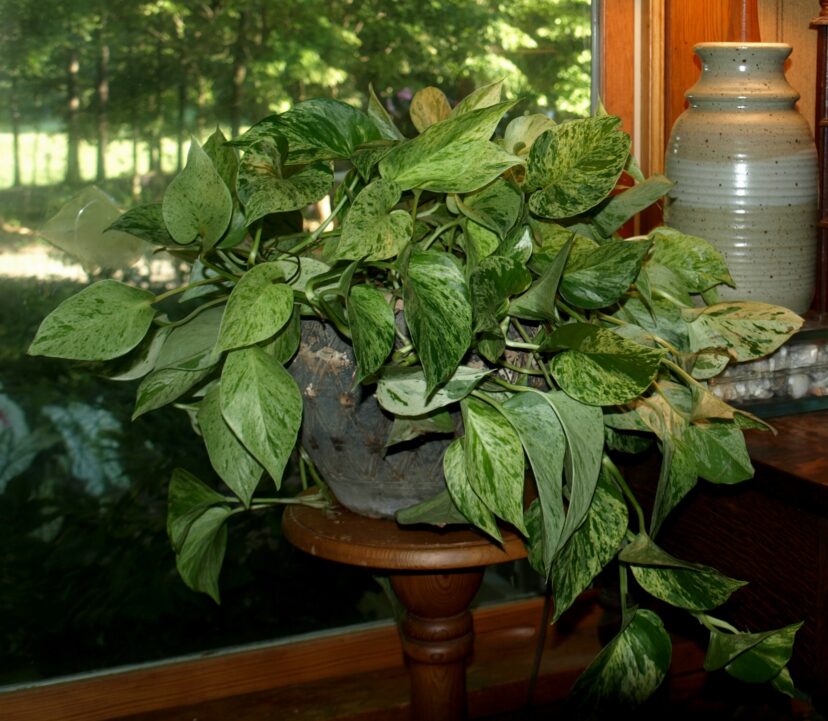 A Marble Queen Pothos (Epipremnum aureum ‘Marble Queen’) is well suited for growing inside in low light conditions.