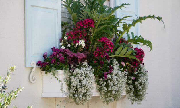 Sweet Alyssum