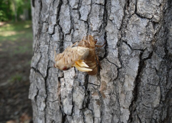 Adult emerging from exoskeleton.