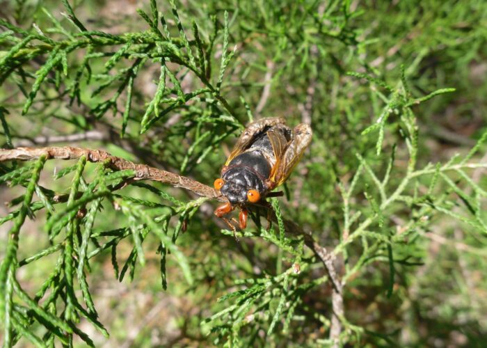 Adult several hours after emergence with wings not fully expanded.