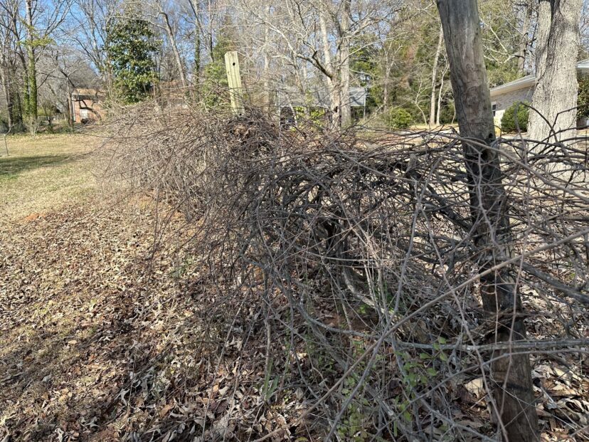 Annual pruning keeps over-grown muscadines productive and prevents the trellis from sagging due to excess weight.