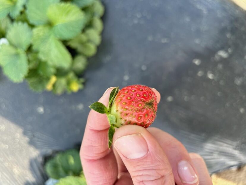 Bull-nosed strawberries are an indicator of boron deficiency.