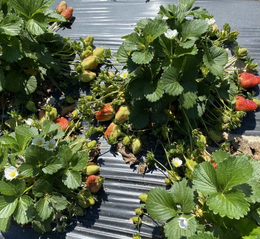 Camarosa with too many blooms, meaning berries may not reach marketable size.