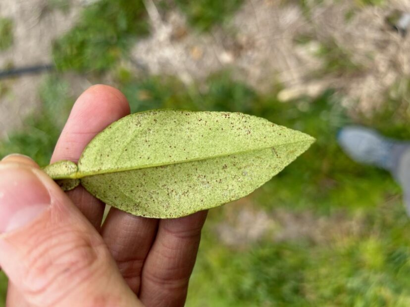 Citrus red mites are easier to spot than two-spotted spider mites partly because of their red color.