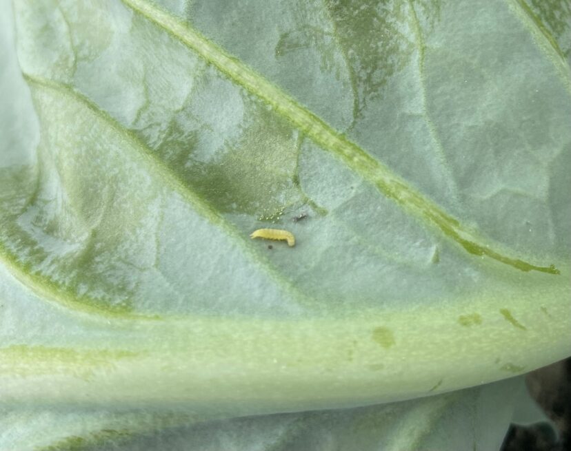Diamondback moth larvae on a cabbage leaf.