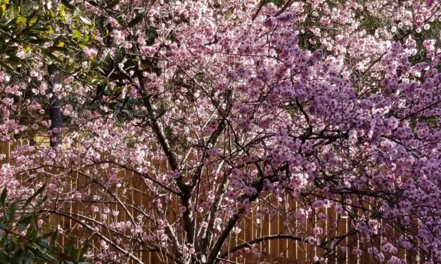 Double-flowering Plum (Prunus x blireiana) in bloom. It is a cross between a Japanese apricot and a purple leaf plum.