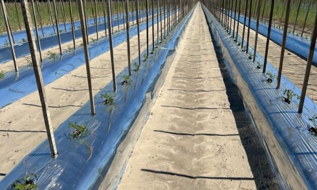 SC Fruit and Vegetable Field Report – March 25, 2024