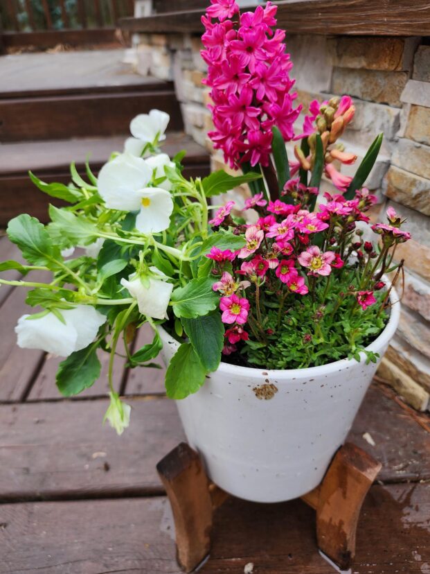 Early spring flowering container.
