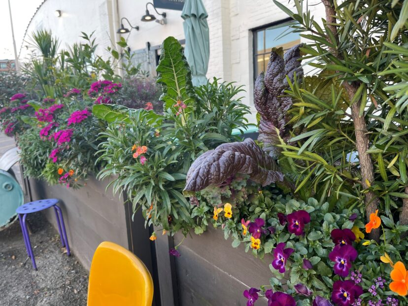 Edible Swiss chard and mustard greens make vibrant and tasty additions to container beds.