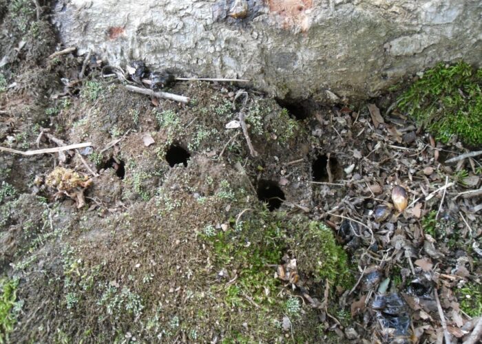 Emergence holes under an oak tree.