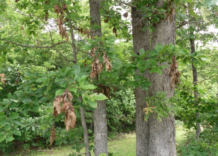 Flagging from egg laying damage to trees.