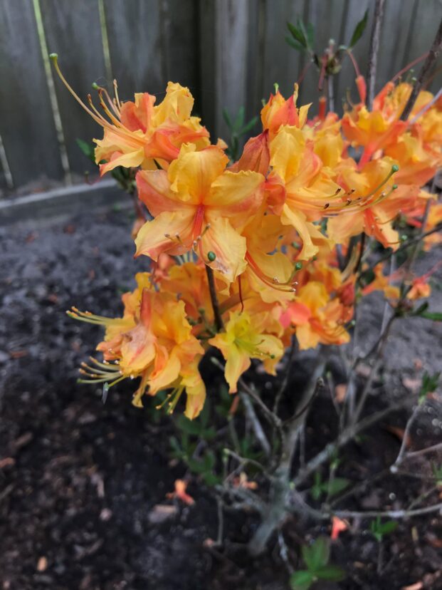 Flame azalea in bloom.