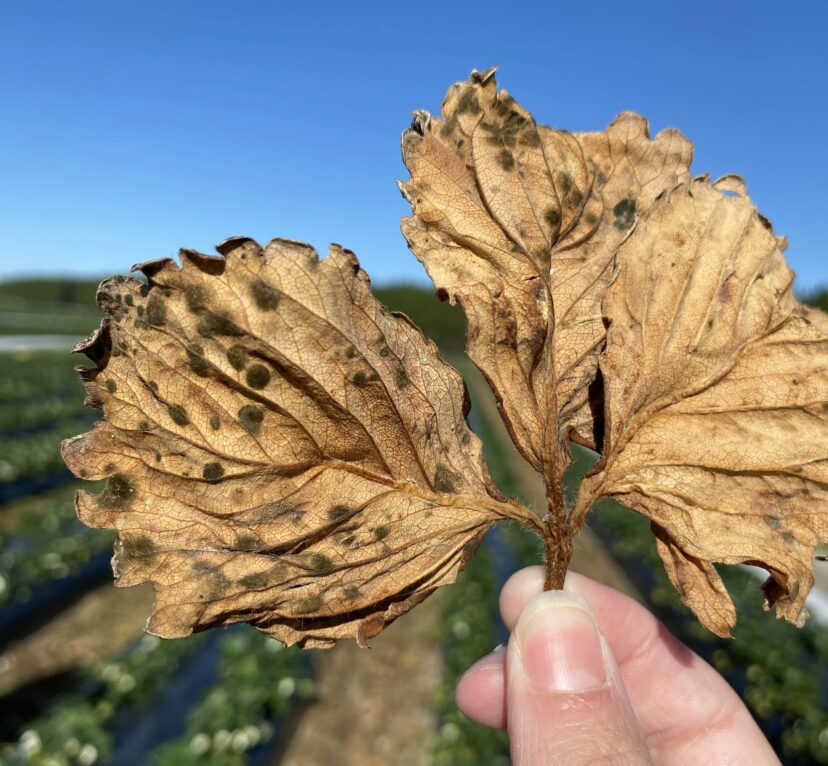 Fungal spores growing on a dead strawberry leaf in a row middle.