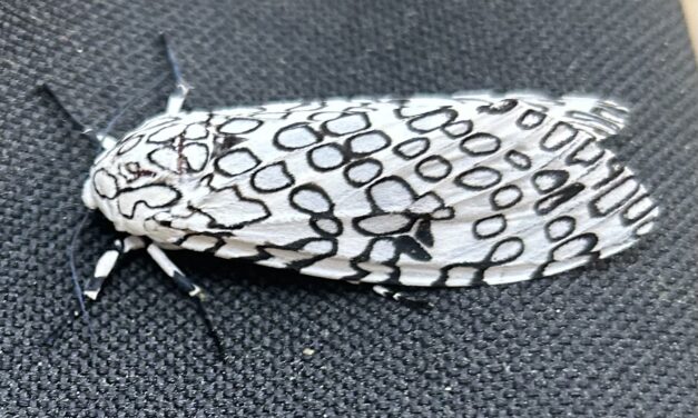 Question of the Week – Giant Leopard Moth