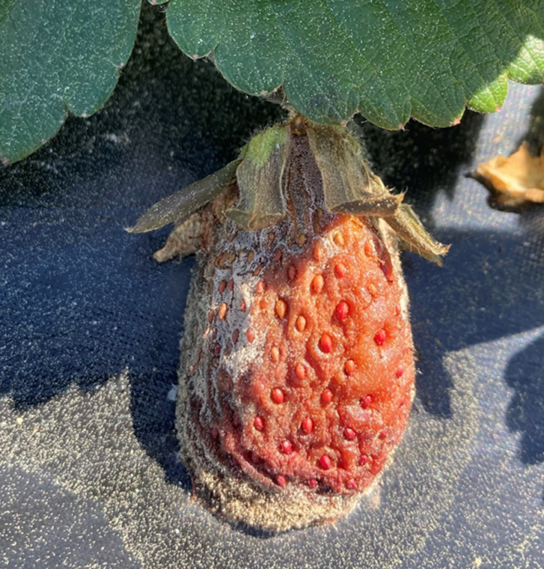 Gray mold on a strawberry in Hampton County.