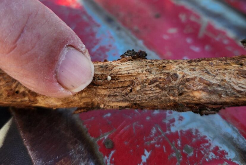 Larvae emerging from hole in peach limb.