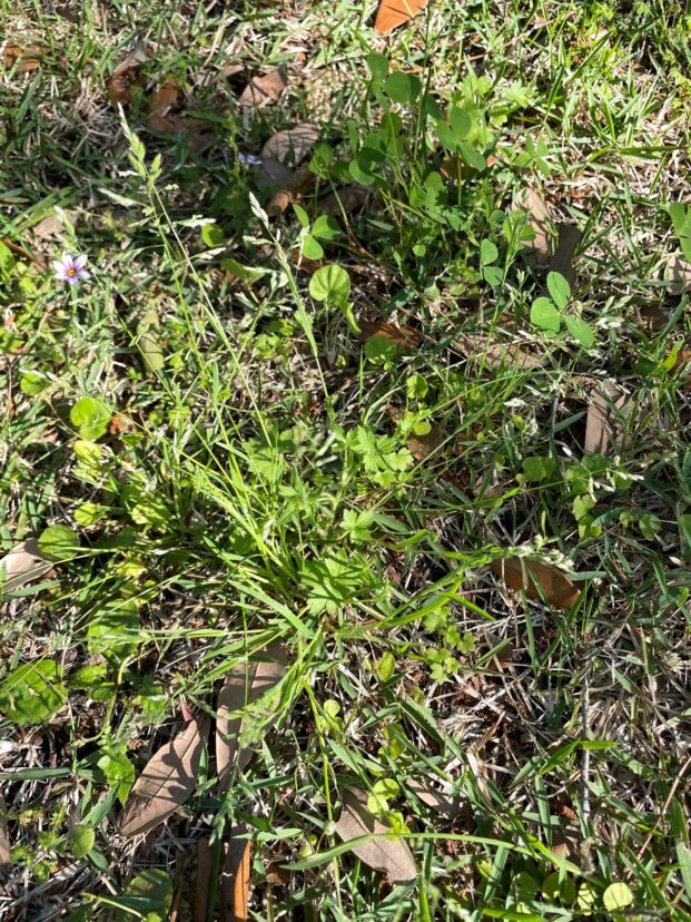 Many cool-season weeds are flowering right now, such as this Poa annua.