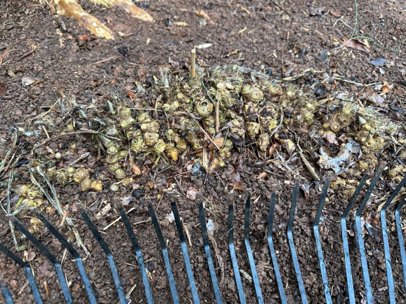 Neglected hostas may need dividing if found in tight, overgrown clusters.