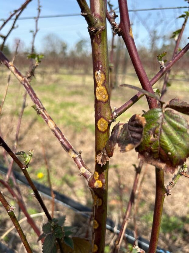 Orange Cane Blotch continues to be a devastating disease for Coastal blackberry growers.