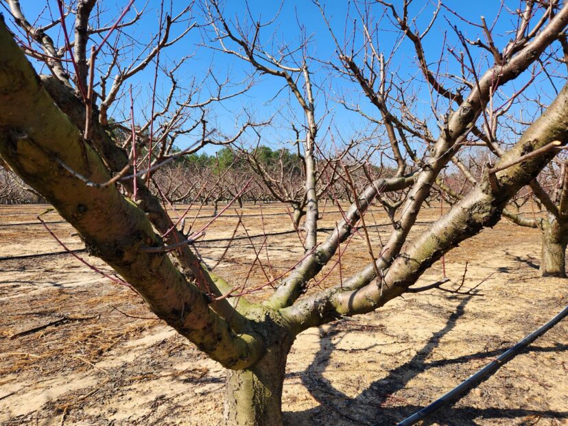 Peach tree, lightly pruned to leave more wood for increased bloom potential in case of late cold snaps.