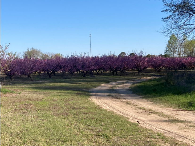 Peaches are in full bloom in the lower part of the state.