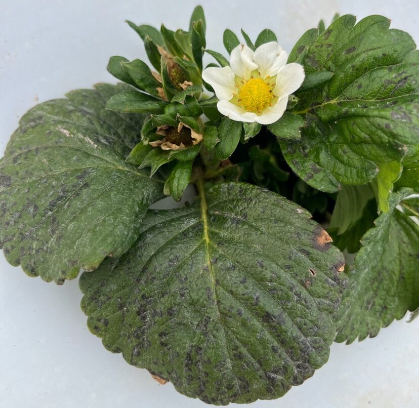 Phytotoxicity from tank-mixing too many fungicides. Thankfully, only leaves were damaged in the picture, and the blooms look to be undamaged.