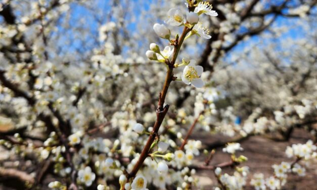 Plum Trees in full bloom in Johnston.
