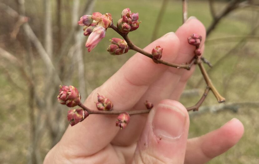 Rabbiteye blueberry with one flower starting to open. The closed flowers will have more cold tolerance than those that are open.