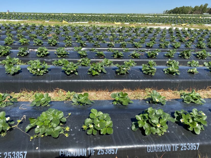 Rows of strawberry cultivar ‘Victor’ with healthy leaves and flowers.