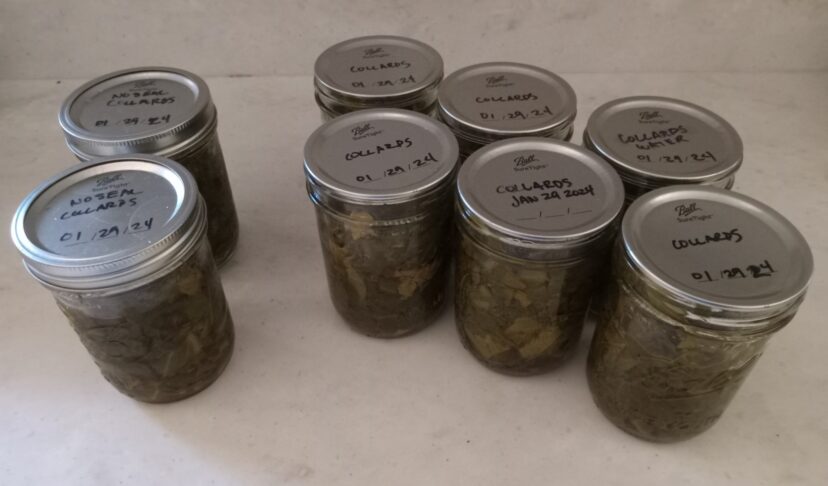 Six pounds of collards in eight pint jars. Two jars failed to seal.
