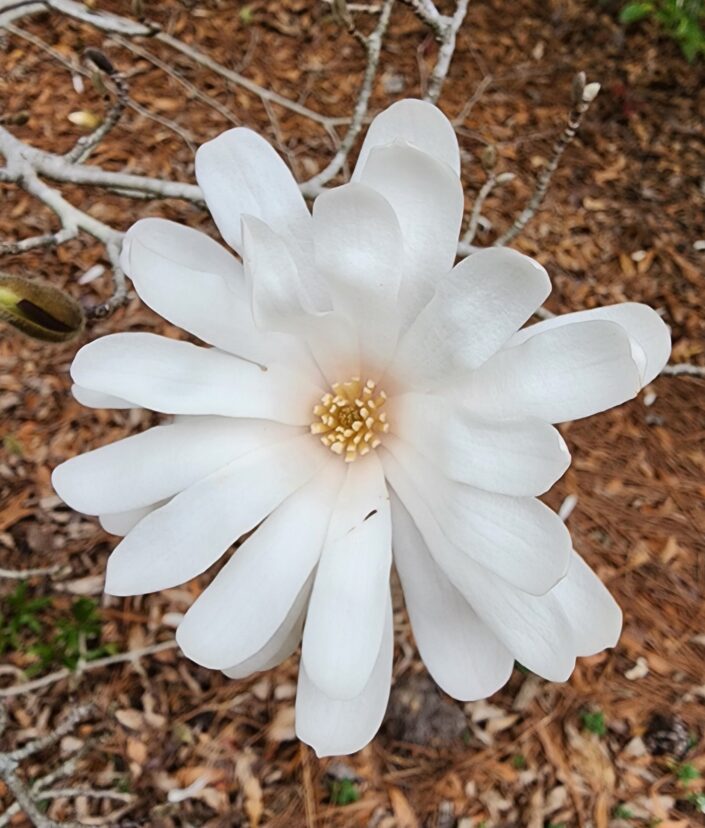 Star Magnolia (Magnolia stellata) flowers before the leaves emerge.
