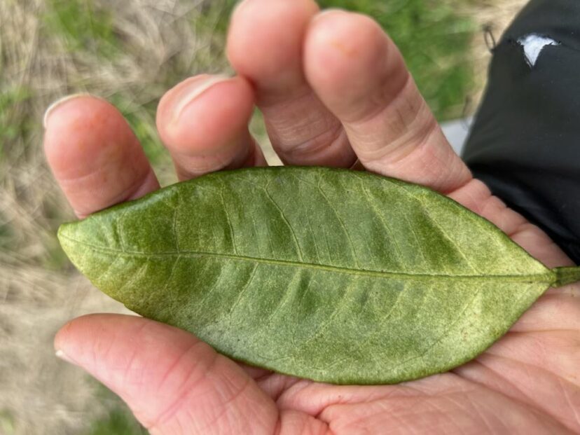 Stippling of the leaves on citrus caused by the citrus red mite.