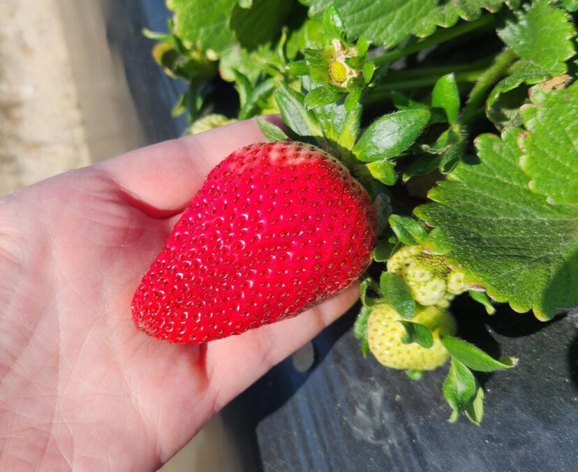 Strawberries are ripening in Aiken County.