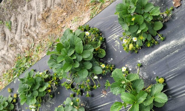 SC Fruit and Vegetable Field Report – 3/11/24