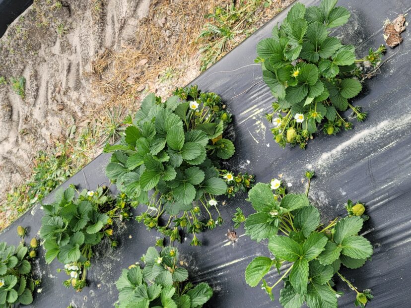 Strawberries developing well.