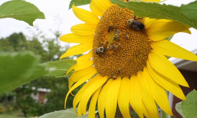 Sharing Nature with Children: Native Bees